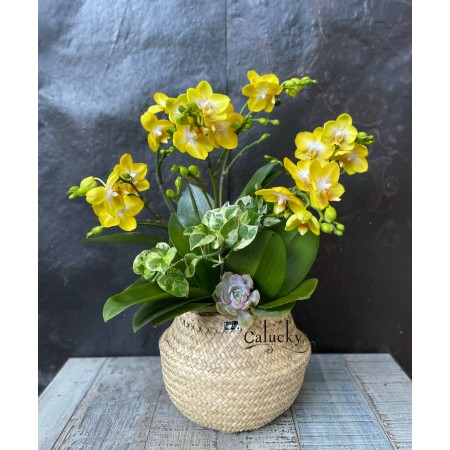 CHẬU LAN HỒ ĐIỆP MINI VÀNG CHẬU LAN HỒ ĐIỆP MINI VÀNG